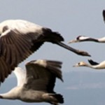 עגורים
כל הזכויות שייכות לאסף סולומון http://my.misgeret.co.il/asaf/index.php