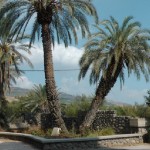 גן רחל שם על שפת כנרת יש דקל שפל צמרת סטור שער הדקל כתינוק שובב